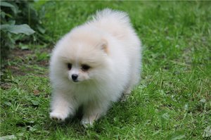 Немецкий белый шпиц