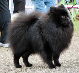 Черный немецкий шпиц