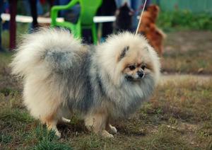 Выгул шпица