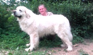 Подгалянская овчарка: уход, содержание и особенности породы