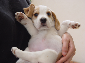 Когда щенок полностью вырастет