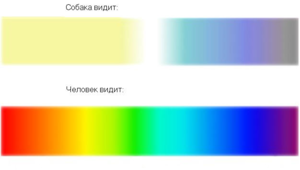 Как собаки видят мир: отличия от человеческого зрения