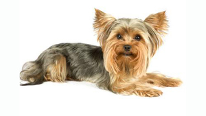 Сколько живут йоркширские терьеры: уход и продление жизни