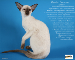 Порода кошек