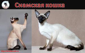 Как выглядит сиамская кошка