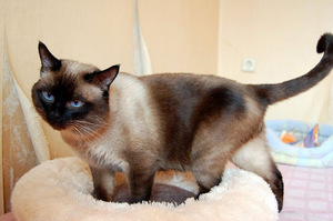 Сиамские котята