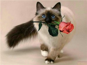 Сиамская кошка: характер, особенности ухода и содержания