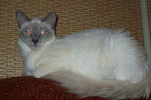 Ориентальные кошки с длинной шерстью: порода, характер, уход