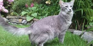 Ориентальная голубая кошка