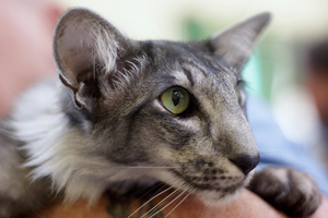 Содержание ориентальной кошки дома