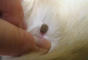 Как безопасно удалить клеща у кота в домашних условиях