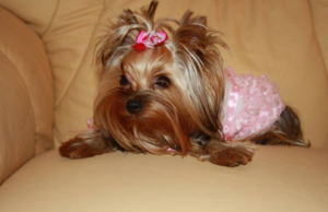 Имя для собаки должно соответствовать половой принадлежности