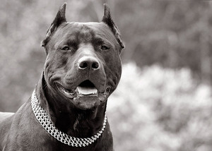 Описание собаки 