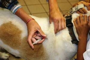 Синдром кушинга у собак 