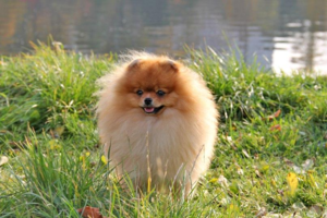 Шпицы очень подвижны и хитры - имя должно соответствовать