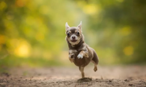 Запаситесь терпением и помогите питомцу привыкнуть к своему имени