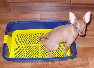 Как приучать щенков к туалету