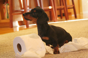 Как приучить щенка к туалету дома и на улице: пошаговая инструкция