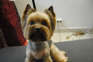 Как правильно подстричь йорка