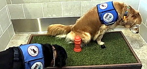 Какие есть способы дрессировки щенков