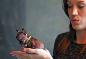 Внешний вид самой маленькой породы собак