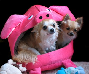 Топ-10 самых маленьких пород собак в мире