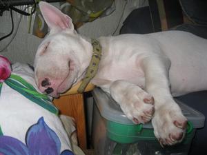 Бультерьер: опасная порода или предубеждение? Правда о характере