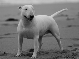 Как кормить  Бультерьер