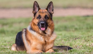 Характер собаки