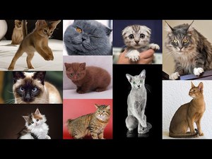 Самые популярные породы кошек