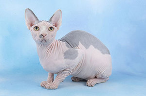 Самые популярные породы кошек