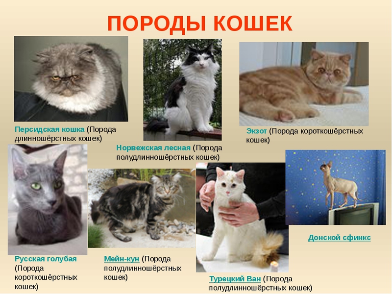 Описание породы кота Какие породы кошек лучше