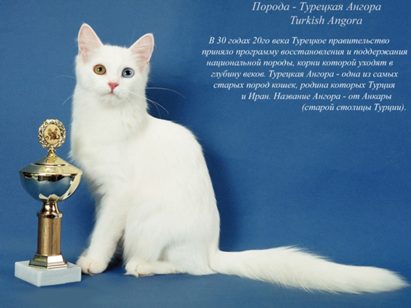 Какие самые популярные породы кошек Содержание кошек