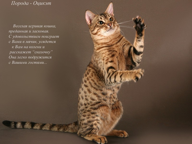 Порода кошек Внешние данные кошек