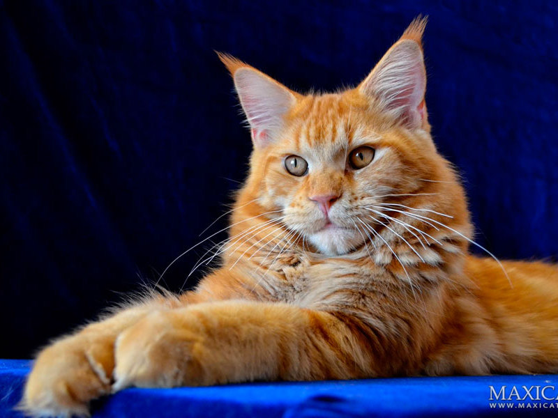 Кошка особенной породы Данные кошек
