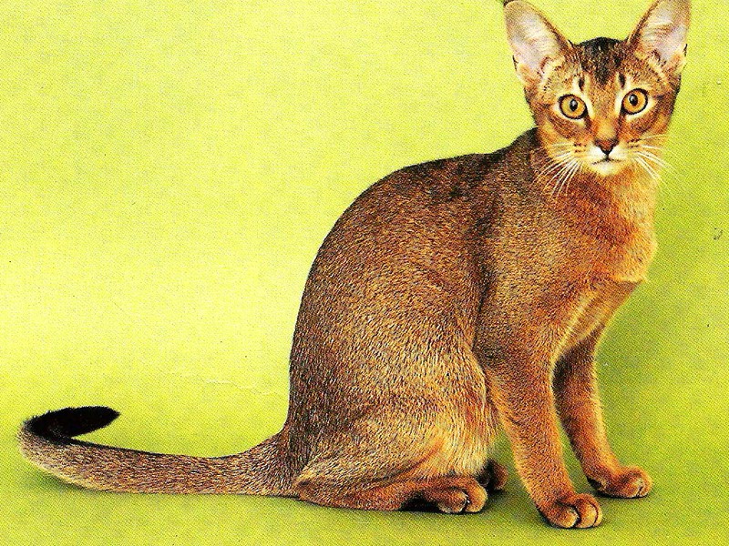 Описание породы Тип шерсти у кошек