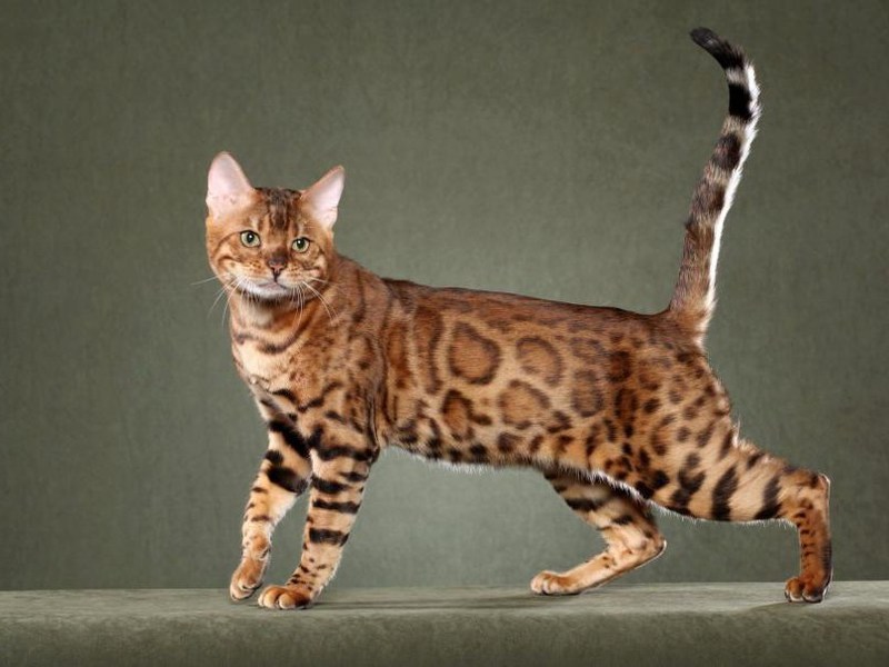 Какие самые популярные породы Гладкошерстные породы кошек