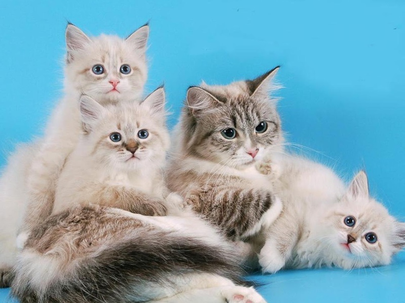 Какие самые популярные породы Пушистые породы кошек