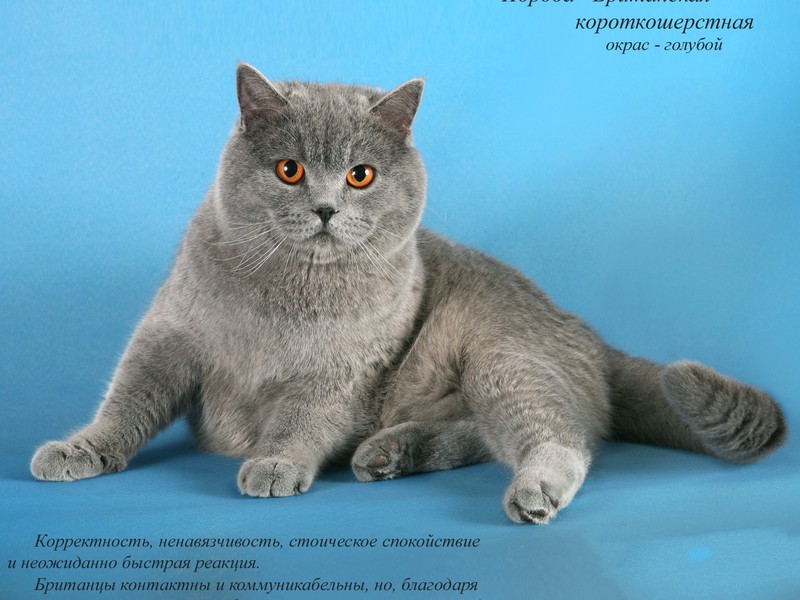 Описание породы кошки Популярные породы кошек