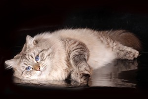 Невская маскарадная кошка