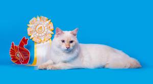 Внешний вид кошки