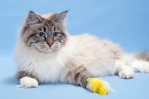 Невская маскарадная кошка: уход, особенности породы и содержание