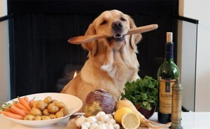 Рекомендации по кормлению собак