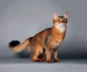 Кошка сомали