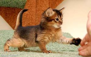 Сомалийская кошка: характер, описание породы и особенности ухода