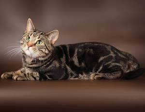 Чем кормить европейскую кошку