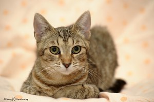 Европейская короткошёрстная кошка: порода и особенности ухода