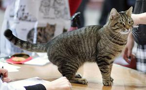 Как ухаживать за европейской кошкой