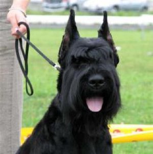 Собаки и их породы