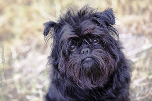 Породы собак и их разновидность